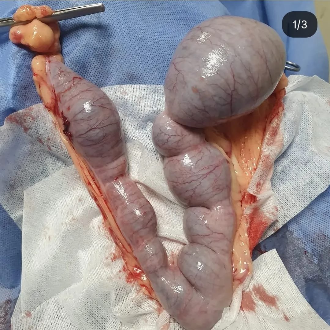 Pyometra (Rahim İltihabı)